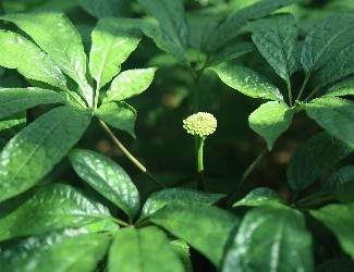 三七養(yǎng)生茶的功效和作用——三七杜仲茶