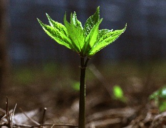 三七的普通種植和GAP種植有什么不同？